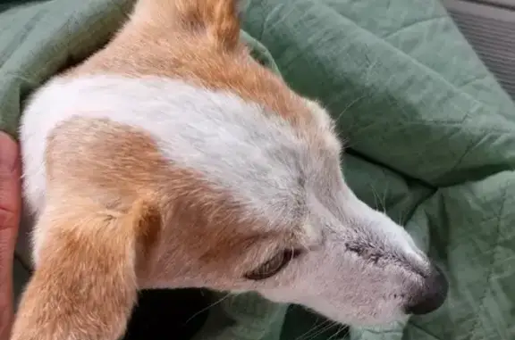 Найдена собака, , фото: Найдена собака, Козино, 46Н-04630