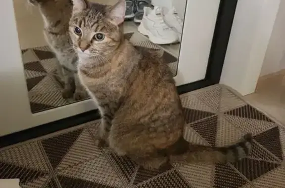 Найдена кошка, ул. Коробкова, 3, Тверь