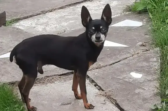 Найдена собака на Речной, 22, Ярлуково