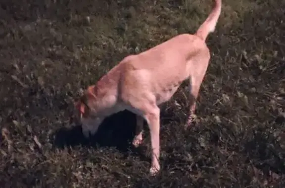 Собака найдена: Голубинская 24 к1, Москва