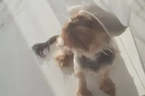 Пропала собака, Ростовская ул. 85, Ейск