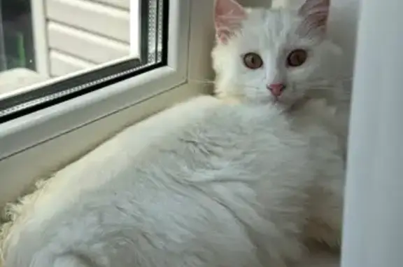 Кошки потеряшки, Звенигород, фото: Потеряшка котик Каспер, ул. Маяковского, 7