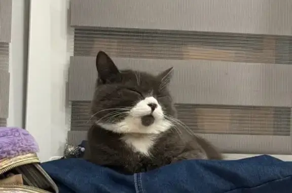 Пропала кошка, Гаражный пер., 9, Вел. Новг.