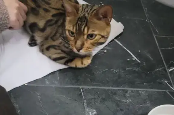 Найдена кошка, Казань, фото: Найдена кошка, Стадионная 1, Казань