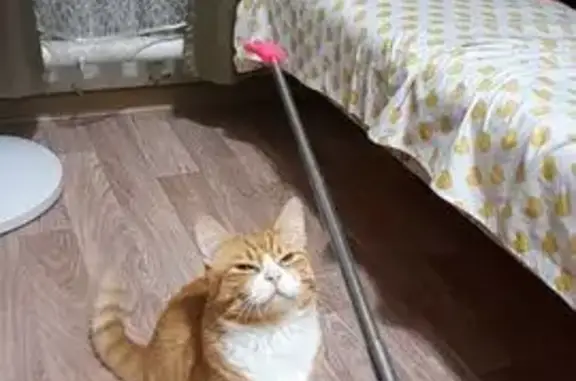 Кошки потеряшки, Подольск, фото: Потеряшка рыжий котик, ул. Правды, Подольск