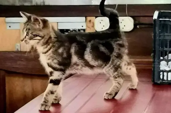 Кошки потеряшки, Гродно, фото: Потеряшка кошка, ул. Кубасова, 5, Гродно