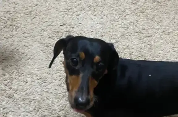 Найдена собака, Саранск, фото: Найдена такса у проспекта 50 лет Октября, 25