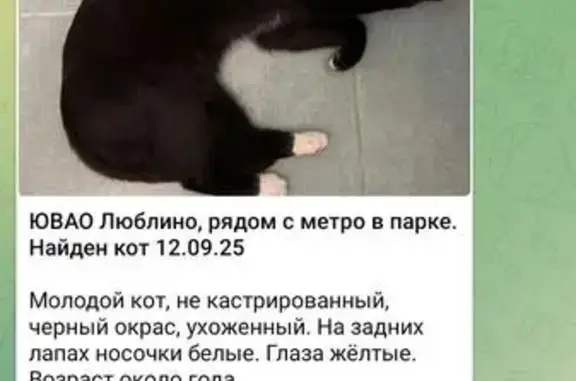 Найдена кошка, Краснодарская ул., Москва