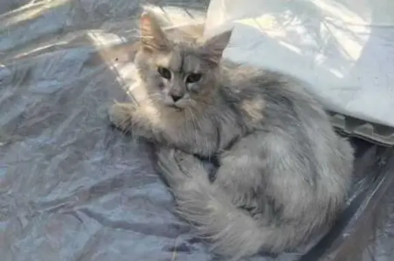 Кошка найдена, Западная ул., Малаховка