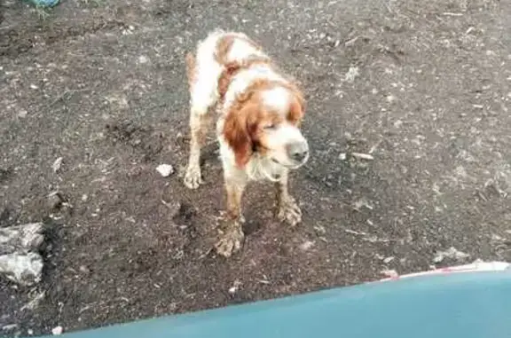 Найдена собака, Тверская область, фото: Спаниель найден на Оршинских болотах