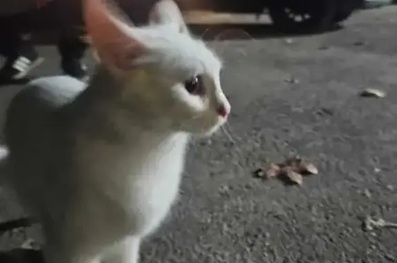 Найдена кошка, Электроугли, фото: Кошка найдена: Длинная ул., 21, Электроугли