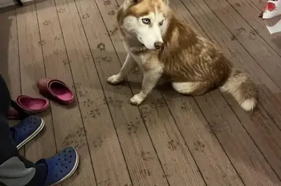 Объявления о пропавших и найденных животных, Нижегородская область, фото: Найдена собака, Нижегородская область