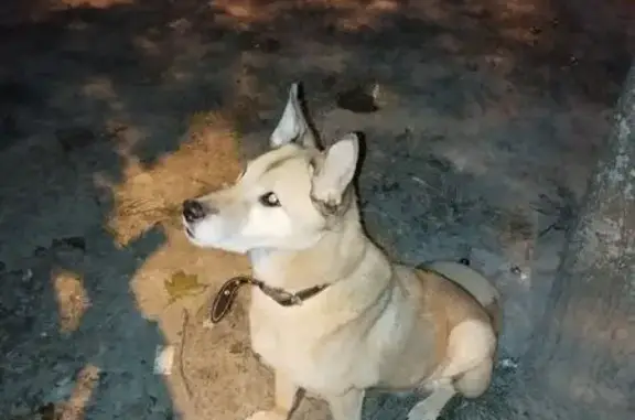 Найдена собака, Санкт-Петербург, фото: Светлая собака найдена на Среднем, 8/20