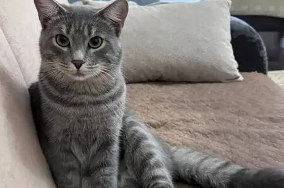 Пропала кошка у кафе «Крепость М5»