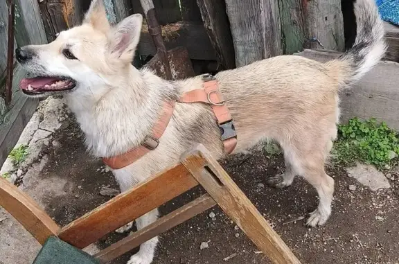 Собаки потеряшки, Улан-Удэ, фото: Потеряшка собака, Столичная ул. 3, Улан-Удэ