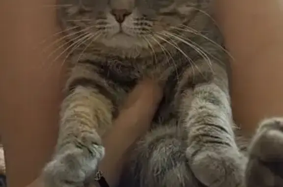 Кошки потеряшки, Ставропольский край, фото: Потеряшка кошка, Михайловск, Ставрополье