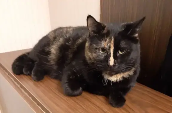 Пропала кошка, Кооперативная ул., 2, Лобня