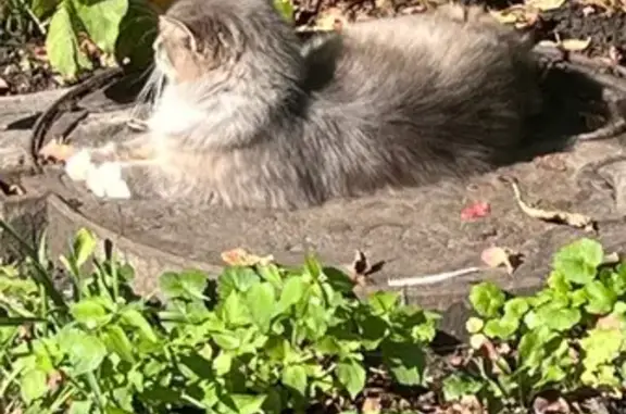 Кошка найдена: ул. Пугачёва, Калининград