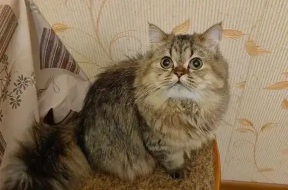 Пропала кошка, Заводская ул., 33А, Курск