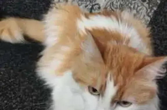 Пропала кошка, ул. Комарова, Якутск