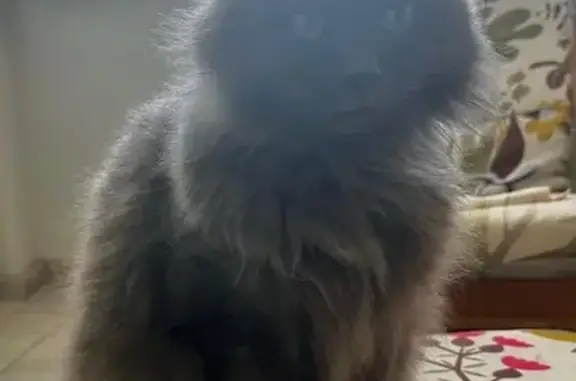 Пропала кошка, Новая ул. 30, Шульгино