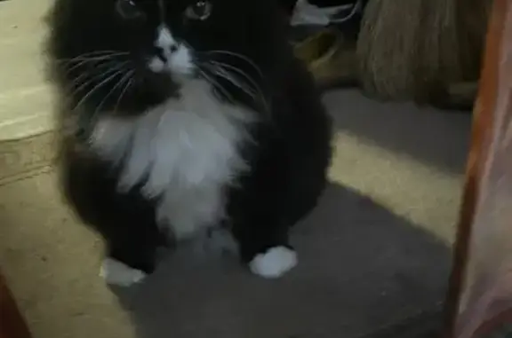 Кошки потеряшки, , фото: Потеряшка кошка, Иркутск, Иркутская обл.