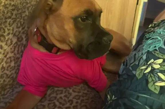 Собаки потеряшки, Челябинск, фото: Потеряшка собака, Днепровская ул. 2Д, Челябинск