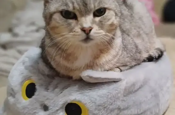 Пропала кошка, Томск, Томская область