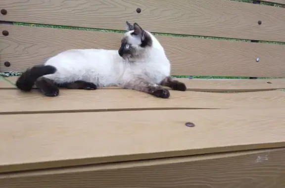 Кошки потеряшки, Усолье-Сибирское, фото: Потеряшка кошка, аллея Любви, Усолье-Сиб.