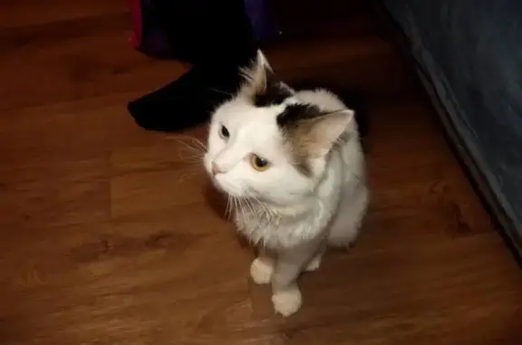 Кошки потеряшки, Кемерово, фото: Потеряшка кошка, ул. Шорникова, 5, Кемерово