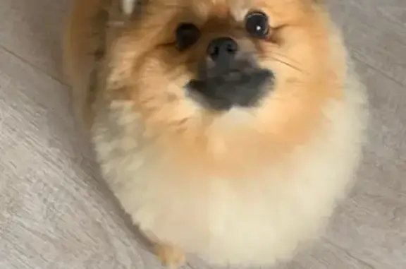 Собаки потеряшки, Абакан, фото: Потеряшка собака, пр. Дружбы Народов 40, Абакан