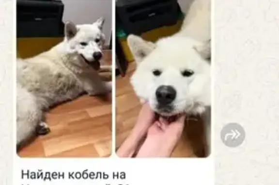 Найдена собака, Екатеринбург, фото: Собака найдена: Новгородцевой, 31, Екатеринбург