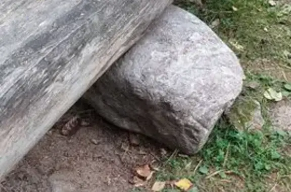 Найдена кошка, Ленинградская область, фото: Кошка найдена в Мельниковском СП, ЛО