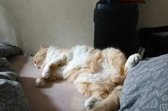 Потерянные животные Москва, фото: Пропала кошка, Снайперская ул. 10 к1