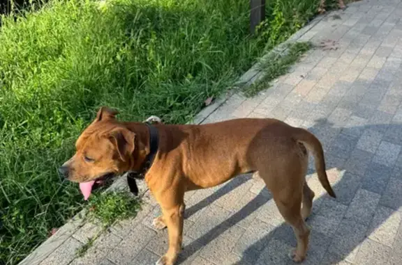 Собака найдена: Курортный пр., 109/6, Сочи