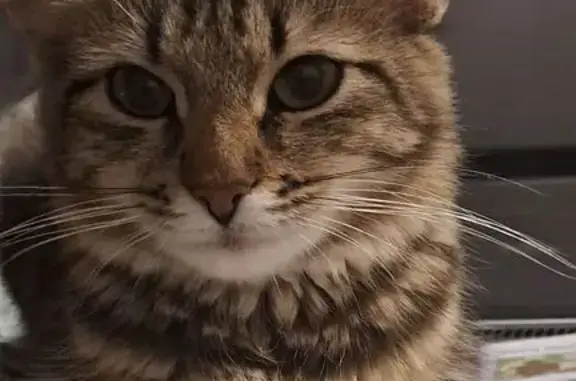 Кошки потеряшки, Великий Новгород, фото: Потеряшка кошка, Наб. А. Невского, 27, В. Новгород