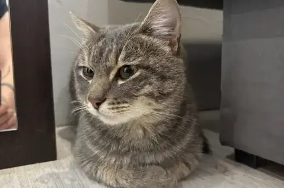 Найдена кошка, Шелехов, фото: Кошка найдена, Шелехов, 31