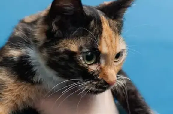 Найденные животные Семёнов, фото: Кошка найдена: Спортивная ул., 70, Семёнов