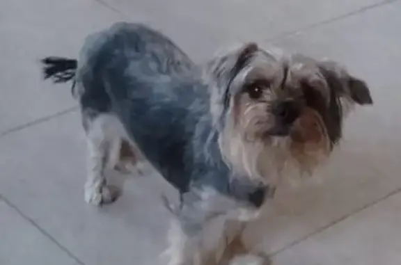 Найдена собака, Ростов-на-Дону