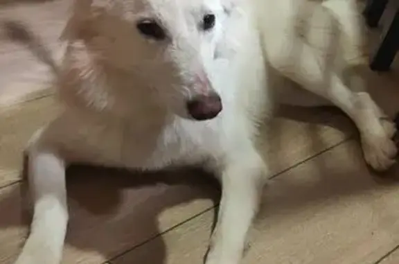 Найдена собака, , фото: Найдена собака: Лобня, ул. Текстильная