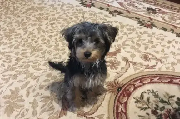 Йоркширский терьер найден, Студёная ул., Саратов