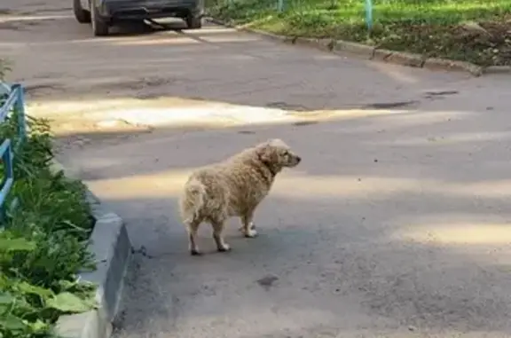 Собака найдена: ул. Ленинского Комсомола 16