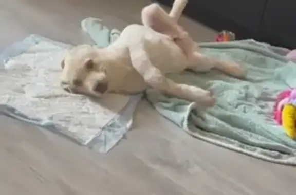 Собаки потеряшки, Екатеринбург, фото: Потеряшка собака, Рощинская ул., Екатеринбург