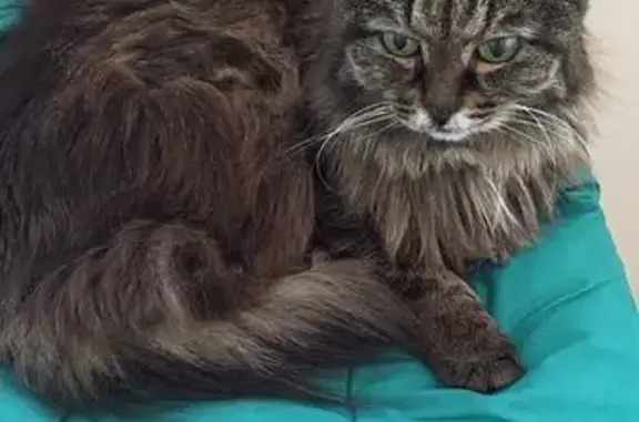 Кошки потеряшки, Томск, фото: Потеряшка кошка, ул. Полины Осипенко, 31Д