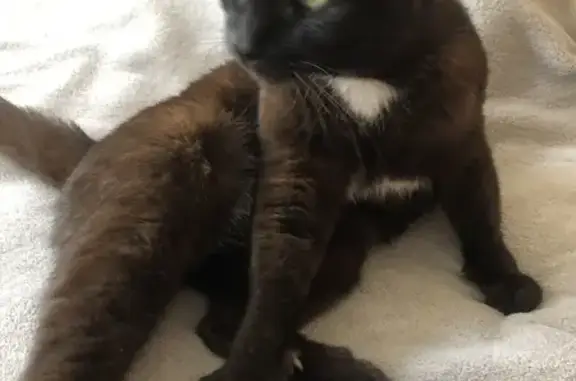 Найдена кошка, ул. Малахова 146, Барнаул