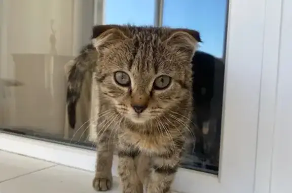 Объявления о пропавших и найденных животных, Уфа, фото: Найдена кошка, ул. Ахметова 334, Уфа