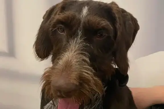 Пропала собака Нора, ЯНАО - photo