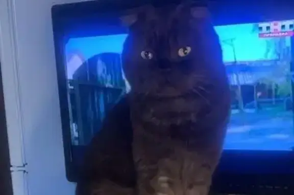 Пропала кошка, ул. Тельмана, 50 к3