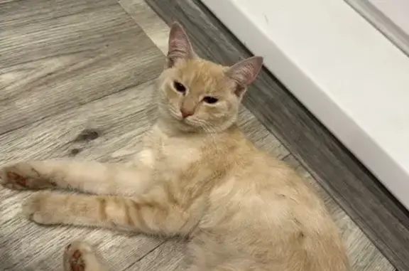 Кошка найдена у школы, мкр. Паново, Кострома