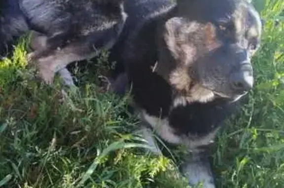 Пропала собака, Производственный пр-д, 8А с3